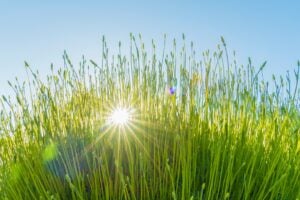 tall-grass-sunburst-beaming-green-energy-concept-environmental-friendly